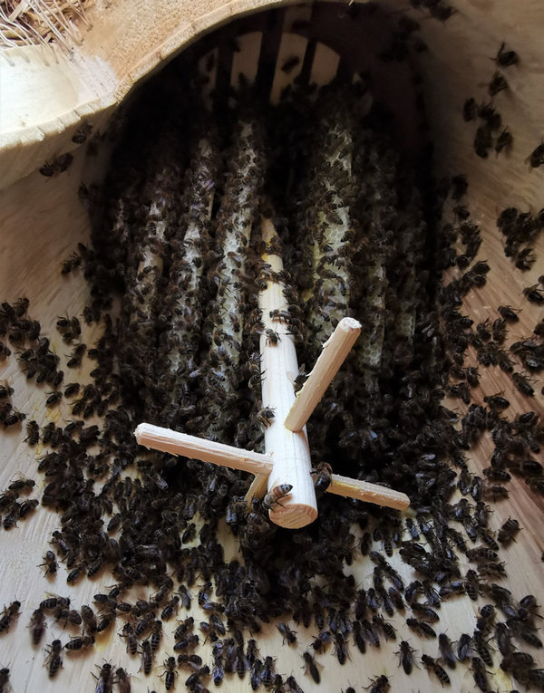 Klotzbeute für eine naturnahe Bienenhaltung